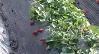 SOĞUK HAVA ÇİLEĞİ VURDU, FİYATI 2.5 KAT ARTTI