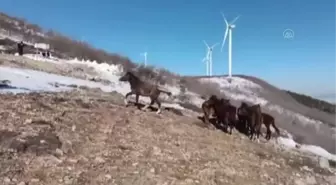 GAZİANTEP - Amanos Dağları'nın eteklerinde yılkı atları görüldü