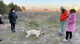 Son dakika haber... 'Lassi' barınak dönüşü ölünce görevlilerden şikayetçi oldular