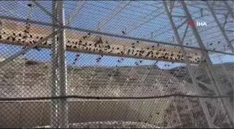 Bolluk ve bereketin sembolü kelaynaklar sevgililer gününde gökyüzüne salındı
