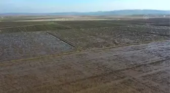 BALIKESİR - Gönen ve Manyas ovalarındaki çeltik tarlalarına 'bereket' yağdı