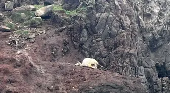 Bodrum'da köpeklerin saldırısına uğrayan koyunlar telef oldu