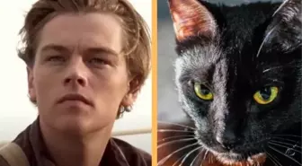 DiCaprio'nun yeni aşkı! İşte Titanik filminin kedili versiyonu