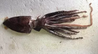 Kalamar yemek haram mı? Kalamar helal mi?