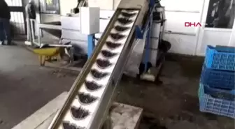 ŞARKÖY'ÜN ZEYTİNYAĞI SABUNU İLGİ GÖRÜYOR