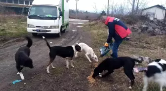 Ordu'da sokaktaki can dostlara şefkatle yaklaşılıyor