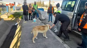 Bafra Belediyesi ve gönüllüler sokak hayvanlarını besledi