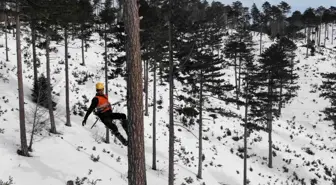 Ormanın kuaförü sincap adamlar