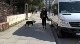 Ataşehir'de pitbull paniği