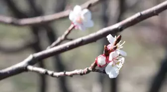 Kayısı ağaçları çiçek açtı