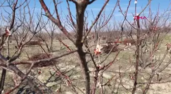 MUT'TA KAYISI AĞAÇLARI ÇİÇEK AÇMAYA BAŞLADI