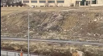 Başkentteki başıboş köpek sürüsü 11 yaşındaki çocuğa saldırdı... Küçük çocuğu yoldan geçen vatandaş kurtardı