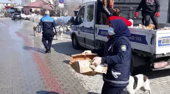 Adana'da zabıtadan sokak hayvanlarına mama desteği