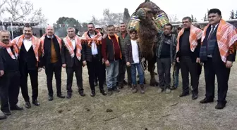 Son dakika... Havran'da 6. Geleneksel Folklorik Deve Gösterisi yapıldı