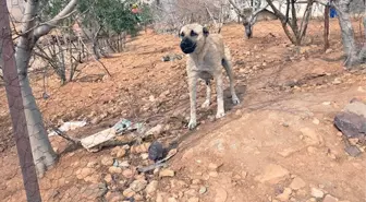 Mardin'de 4'ü çocuk 7 kişiyi ısıran sokak köpeği kuduz çıktı! Mahalle karantinaya alındı