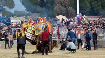 NAZİLLİ DEVE GÜREŞİ FESTİVALİ'NE BÜYÜK İLGİ