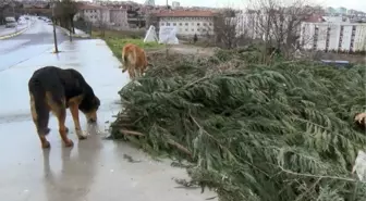 PENDİK'TE MAMA TARTIŞMASI