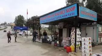 2 metre 40 santimetre uzunluğunda yayın balığı yakalandı