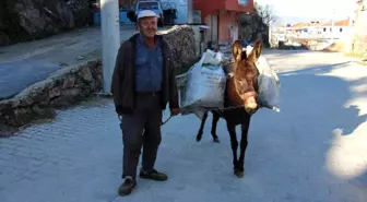 Kırsaldaki yük hayvanları kıymete bindi