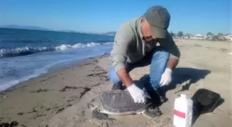 Kuşadası sahilinde nadir görülen deniz canlıları ölü olarak bulundu