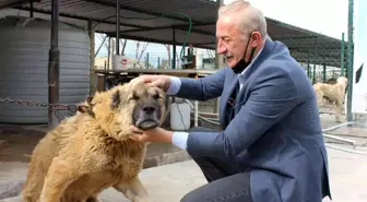 Başkan Atabay'ın can dostlar için yeni projesi hayata geçiyor