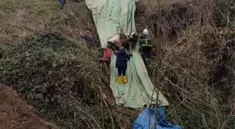 Bataklığa saplanan inek kurtarıldı