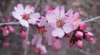 Gaziantep'te badem ağaçları çiçek açtı