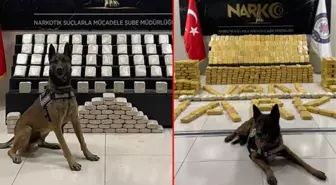 Narkotik polisinin sevimli dostları! Magnum ve Bobi, hassas burunlarıyla uyuşturucuya geçit vermiyor