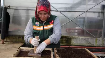 Gölbaşı Belediyesi ata tohumlarını toprakla buluşturdu