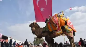 Son dakika haber: Söke 7. Geleneksel Deve Güreşi Festivali yoğun ilgi gördü