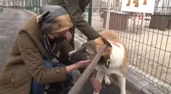 Hayvan sahiplendirme etkinliğinde 5 sokak köpeği sahiplendirildi