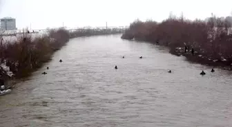 Karasu Nehri'nde kaybolan Yağmur için Murat Nehri'ne de ağ çekildi