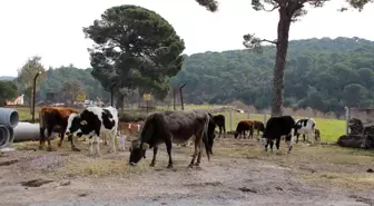 Onlar sadece süt veren inek değil, aynı zamanda ormanları yangınlardan koruyan görevliler