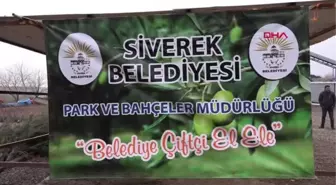 SİVEREK BELEDİYESİ ÇİFTÇİLERE 25 BİN ADET FİDANI DAĞITTI