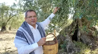 Ayvalık Belediye Başkanı Ergin'den zeytin ağacı tepkisi