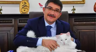 BAŞKAN, İŞİTME ENGELLİ KEDİSİ 'PAMUK'A MAKAM ODASINDA BAKIYOR