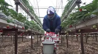 Çilek üreticisi Rusya ve Ukrayna savaşından endişeli