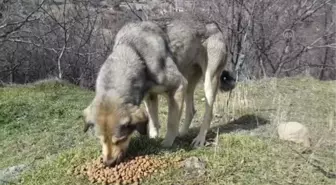 Koyulhisar'da sokak hayvanlarına mama desteği