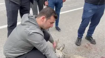 Yol kenarında bulunan yaralı karaca tedaviye alındı