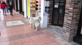 Eskişehir'in sevimli, tembel ve tombul köpekleri