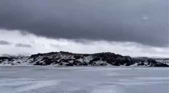 Buzla kaplı Çıldır Gölü'nün martılarını balıkçılar ekmekle besliyor