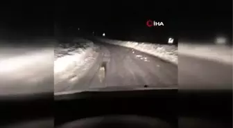 Taksici, kendisine yol vermeyen tilkiyi böyle görüntüledi