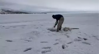 Çıldır Gölü'nde balıkçılar buz altındaki son ağlarını çekiyor