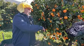 Mandalina üreticisinin işleme tesisi hasreti bitiyor!