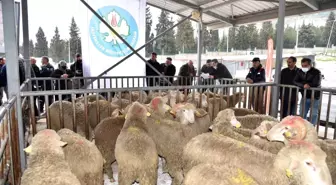 Manisa Büyükşehir Belediyesinden hayvan üreticisine destek