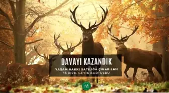 Bolu'daki kızıl geyik avı mahkeme tarafından iptal edildi