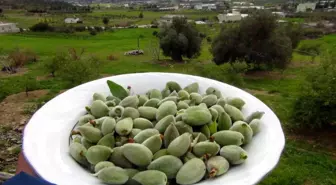 Mersin'de yangın bölgesinde çağla hasadı