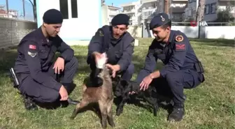 Son dakika haberi! Öksüz oğlakları jandarma biberonla besliyor... İki yavruya jandarma karakolu bahçesinde bakılıyor