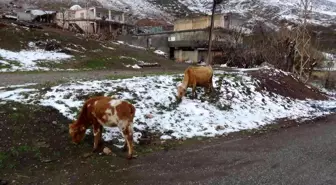 Batman'da sığır besicilerine ücretsiz suni tohumlama desteği