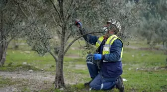 Taşınan zeytin ağaçları meyve vermeye devam ediyor